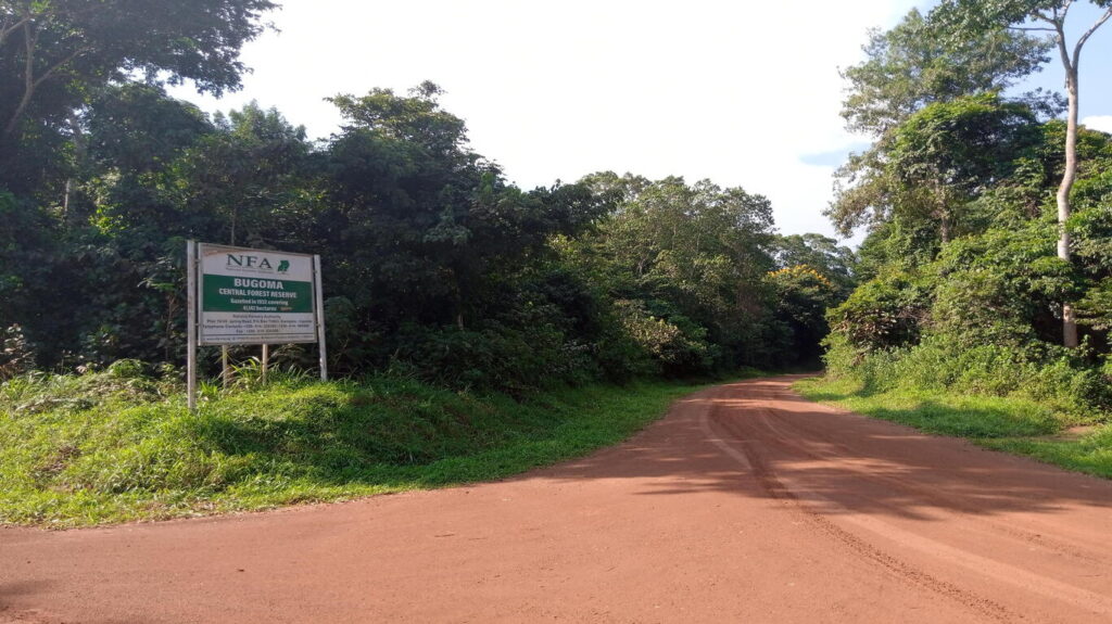 A rural woman’s fight to save Uganda’s Bugoma Forest from destruction